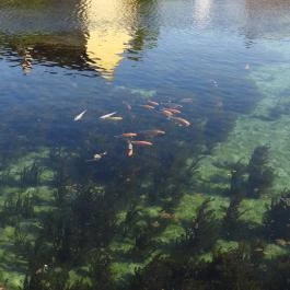 Malom-tó Tapolca - Egyéb