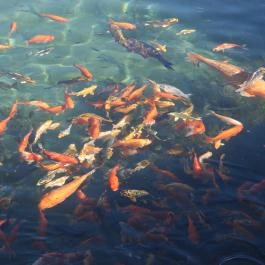 Malom-tó Tapolca - Egyéb