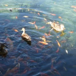 Malom-tó Tapolca - Egyéb