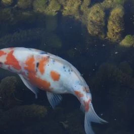 Malom-tó Tapolca - Egyéb