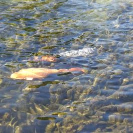 Malom-tó Tapolca - Egyéb