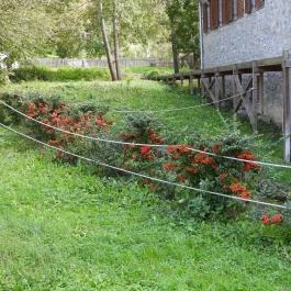 Malommúzeum Orf? - Egyéb