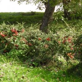 Malommúzeum Orf? - Egyéb