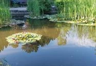 Margitszigeti Japánkert Budapest