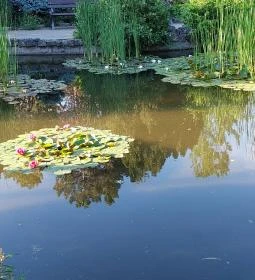 Margitszigeti Japánkert