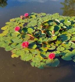 Margitszigeti Japánkert