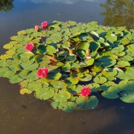 Margitszigeti Japánkert Budapest - Külső kép