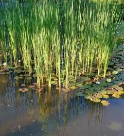 Margitszigeti Japánkert