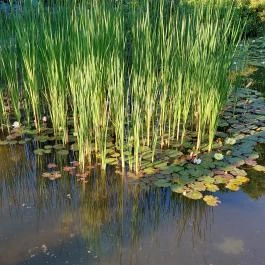 Margitszigeti Japánkert Budapest - Külső kép