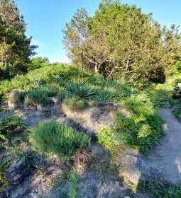 Margitszigeti Japánkert