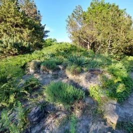 Margitszigeti Japánkert Budapest - Külső kép