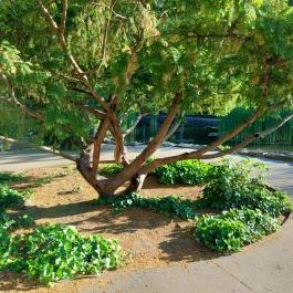 Margitszigeti Japánkert Budapest - Külső kép