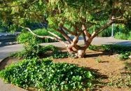 Margitszigeti Japánkert Budapest