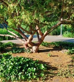 Margitszigeti Japánkert