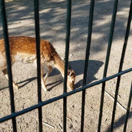 Margitszigeti Vadaspark , Budapest - Egyéb