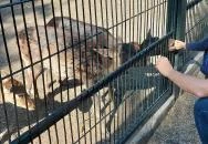 Margitszigeti Vadaspark Budapest