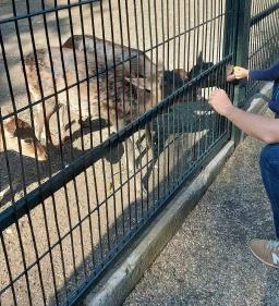 Margitszigeti Vadaspark 