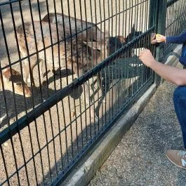 Margitszigeti Vadaspark , Budapest - Egyéb