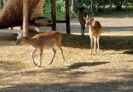 Margitszigeti Vadaspark Budapest