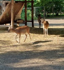 Margitszigeti Vadaspark 