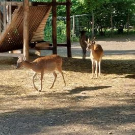 Margitszigeti Vadaspark Budapest - Külső kép