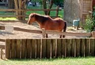 Margitszigeti Vadaspark Budapest