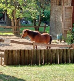 Margitszigeti Vadaspark 