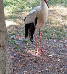 Margitszigeti Vadaspark 