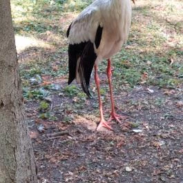 Margitszigeti Vadaspark , Budapest - Egyéb