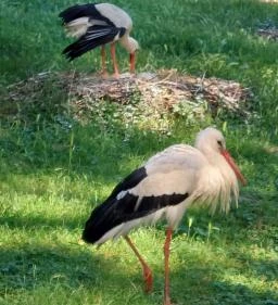 Margitszigeti Vadaspark 