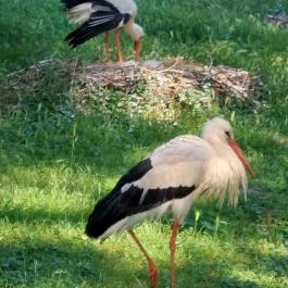 Margitszigeti Vadaspark , Budapest - Egyéb