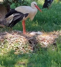 Margitszigeti Vadaspark 