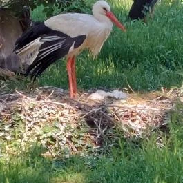 Margitszigeti Vadaspark , Budapest - Egyéb