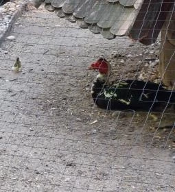 Margitszigeti Vadaspark 