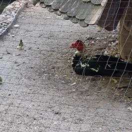 Margitszigeti Vadaspark , Budapest - Egyéb