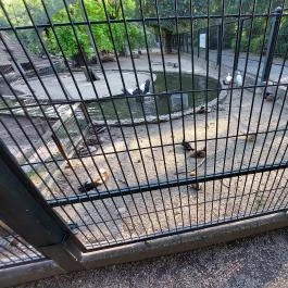 Margitszigeti Vadaspark , Budapest - Egyéb