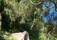 Mária emlékhely Vágáshuta