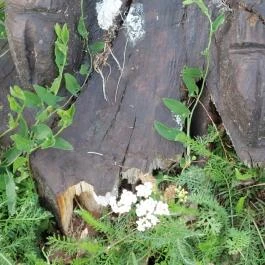 Mária-kert, Kozárd - Egyéb