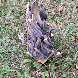 Mária Park Pálosvörösmart - Egyéb