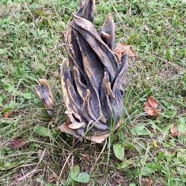 Mária Park Pálosvörösmart - Egyéb