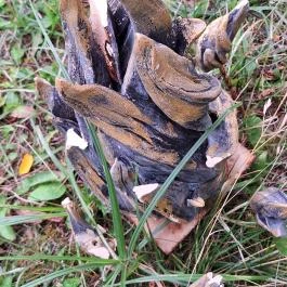 Mária Park Pálosvörösmart - Egyéb