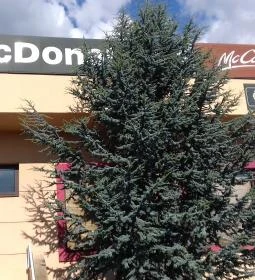 McDonald's - Garibaldi utca