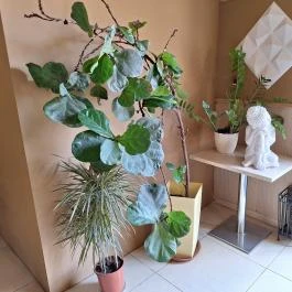 Mekong Restaurant Budapest - Egyéb