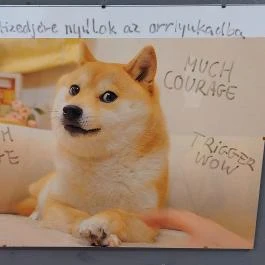 Meme Múzeum, Budapest - Egyéb