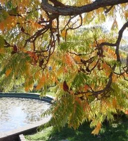 Millennium Park Siófok