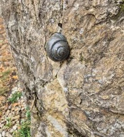 Millenniumi időkapszula