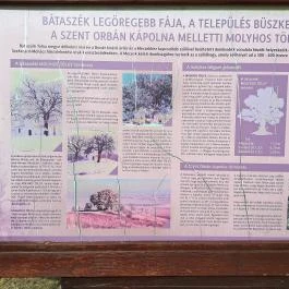 Molyhos tölgy Bátaszék - Egyéb
