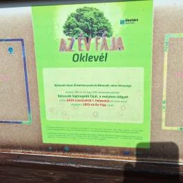 Molyhos tölgy Bátaszék - Egyéb