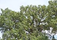 Molyhos tölgy Bátaszék