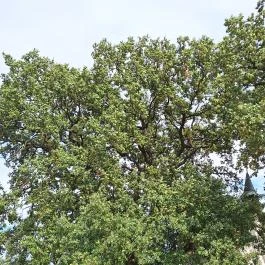 Molyhos tölgy Bátaszék - Külső kép